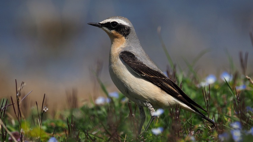 primo Culbianco (Oenanthe oenanthe) del 2019